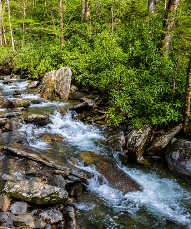 rushing stream in the smokies