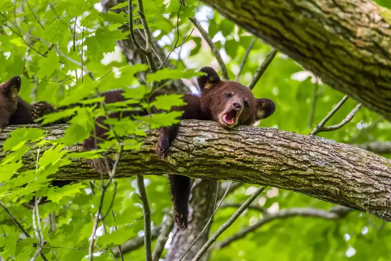 Cades,Cove,Is,Full,Of,Wildlife,That,Can,Be,Seen