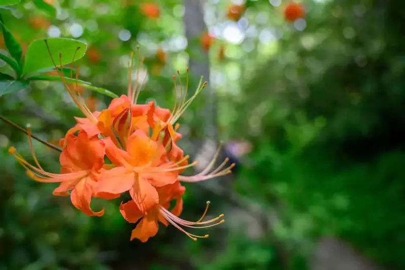 flame azalea along a Smoky Mountain hiking trail