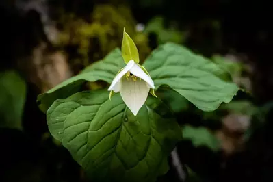 white trillium growing along Little River Trail