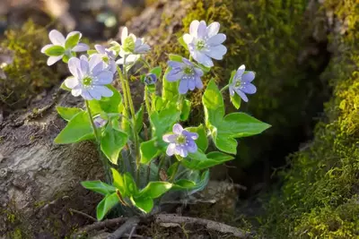 cluster of sharp-lobed hepaticas growing at the base of a tree