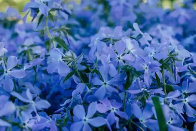 blooming blue phlox in the Smoky Mountains