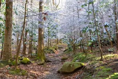 smoky mountain forest in winter