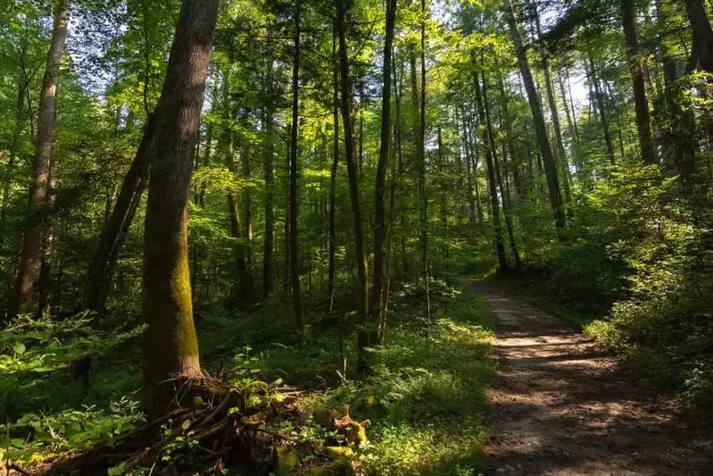 roundtop trail in the smoky mountains