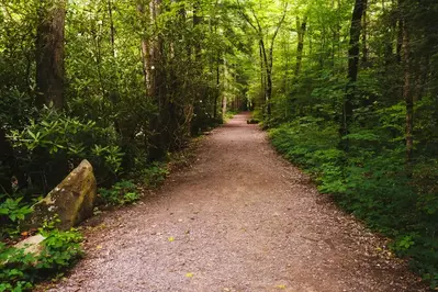 a smoky mountain hiking trail