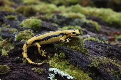 yellow salamander found in the great smoky mountains