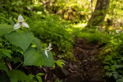 white trillium wildflower along a hiking trail in the smoky mountains