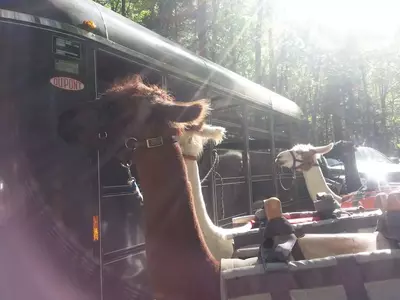 llamas taking supplies up the summit of mount leconte