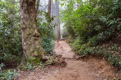 trillium gap trail with old forest growth