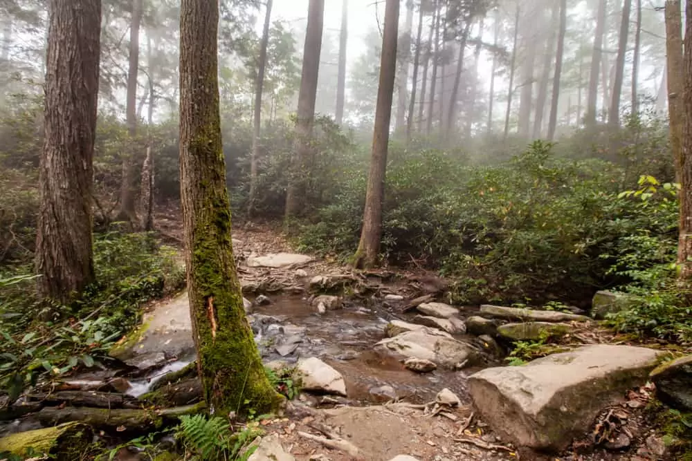 trillium gap trail with creek and rocks