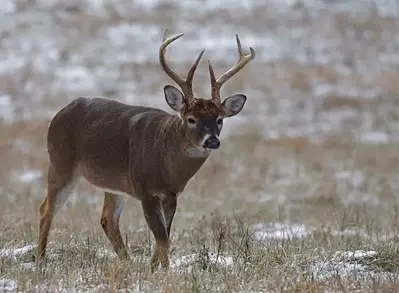 deer in the snow in the smoky mountains