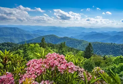 wildflowers in the smoky mountains