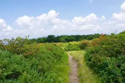 azaleas blooming at Gregory Bald