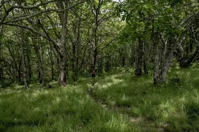 Path to Gregory Ridge Trail 