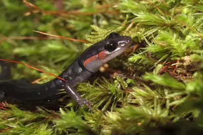 salamander in the Smoky Mountains