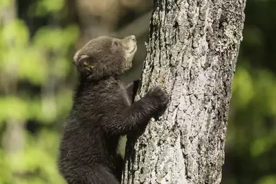 black bear cub