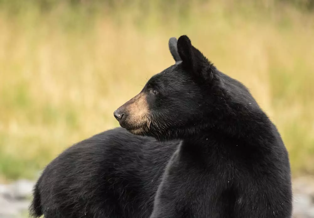 Smoky Mountain black bear