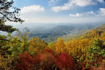 Fall Trees