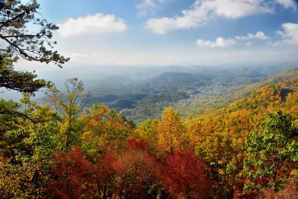 Fall Trees