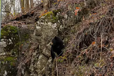 black bear