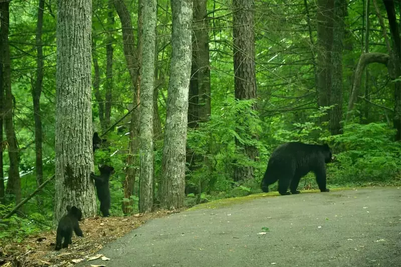 black bears