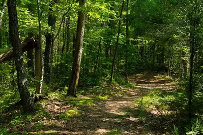 hiking trail in the smokies