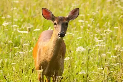 white tailed deer in the smoky mountains