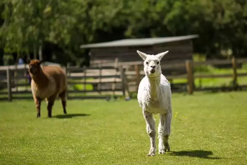 2 llamas walking around