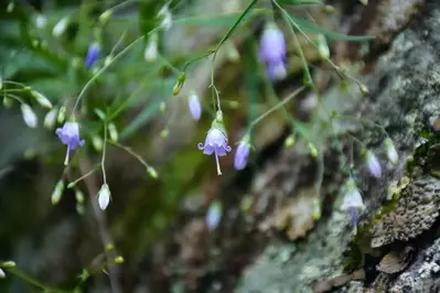 southern harebell in the great smoky mountains