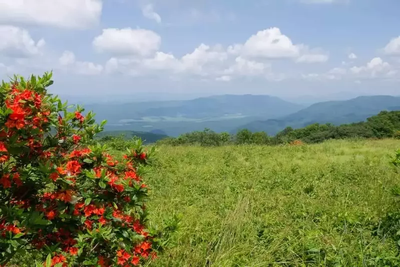 flame azalea in gregory bald in the great smoky mountains