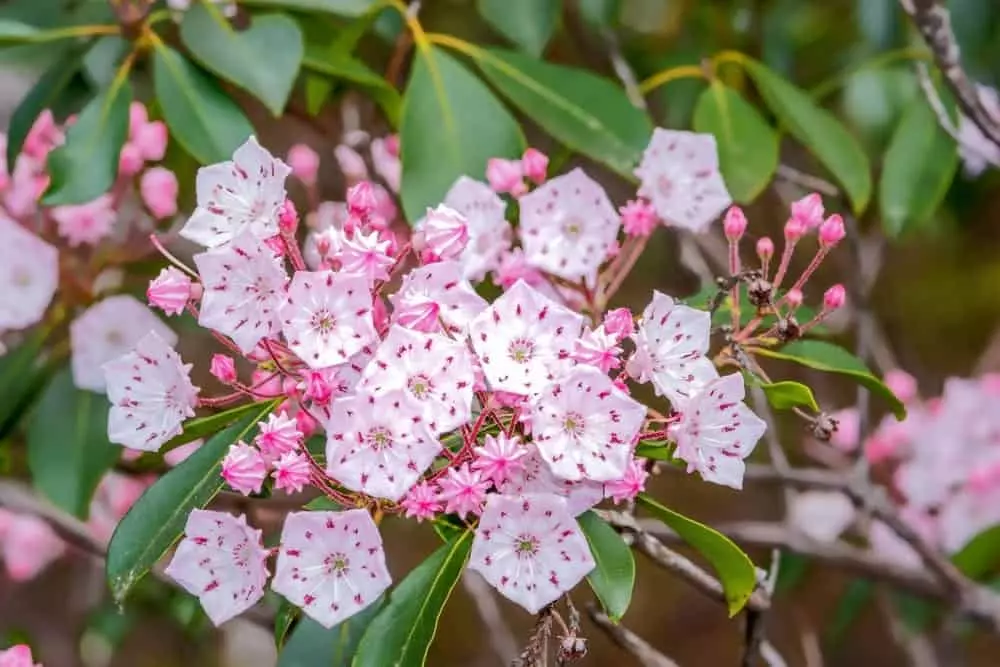 mountain laurel in the great smoky mountains