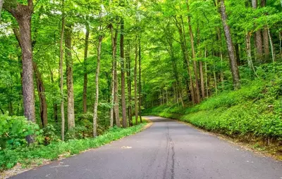 Roaring Fork Motor Nature Trail road