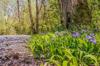 wildflowers on porters creek