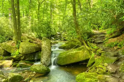 trail leading to ramsey cascades