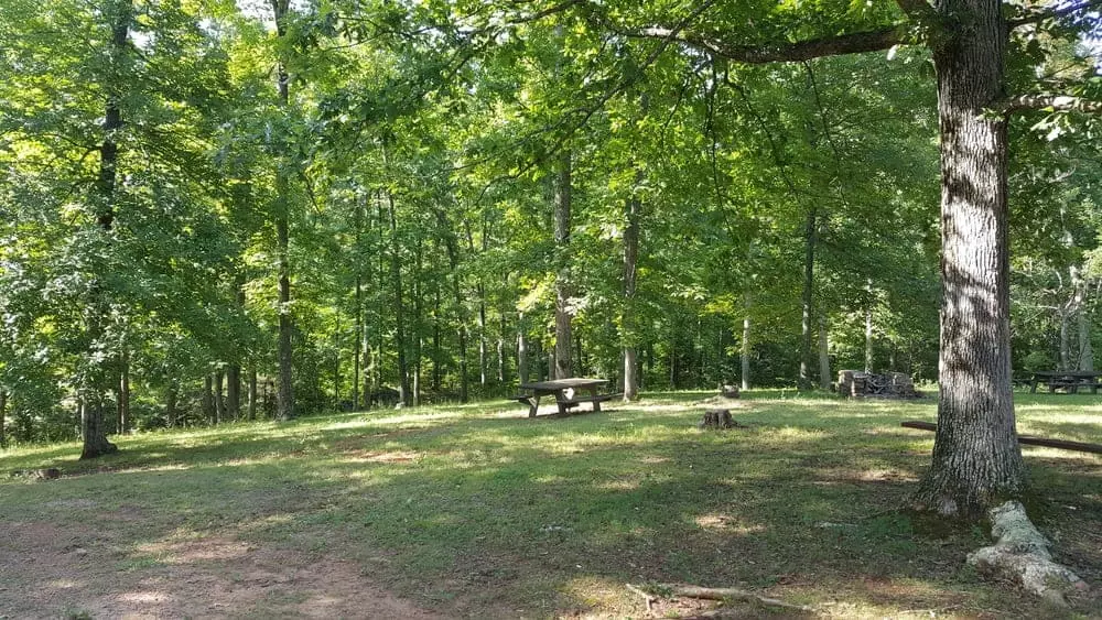 Picnic area in the woods