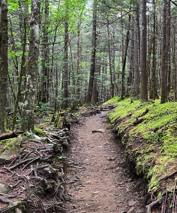 smoky mountain hiking trail