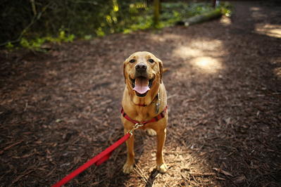 dog friendly trail in the smokies