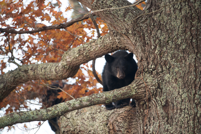 black bear in the smokies