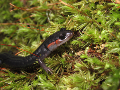 salamander in the great smoky mountains