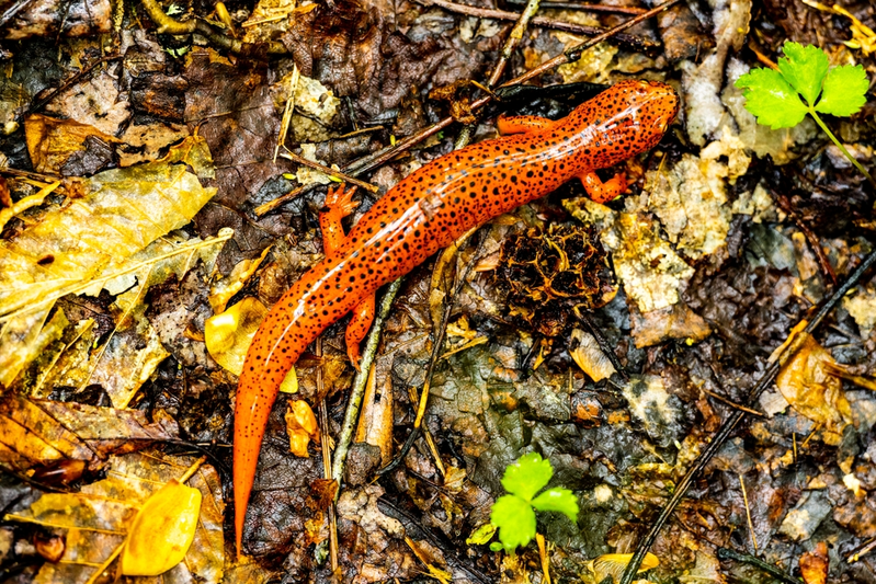 smoky mountain salamanders