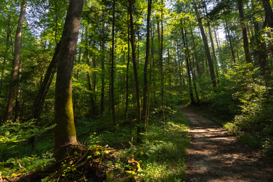 trail in cades cove