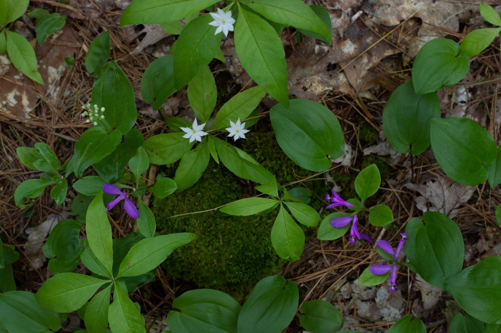 fringed polygala