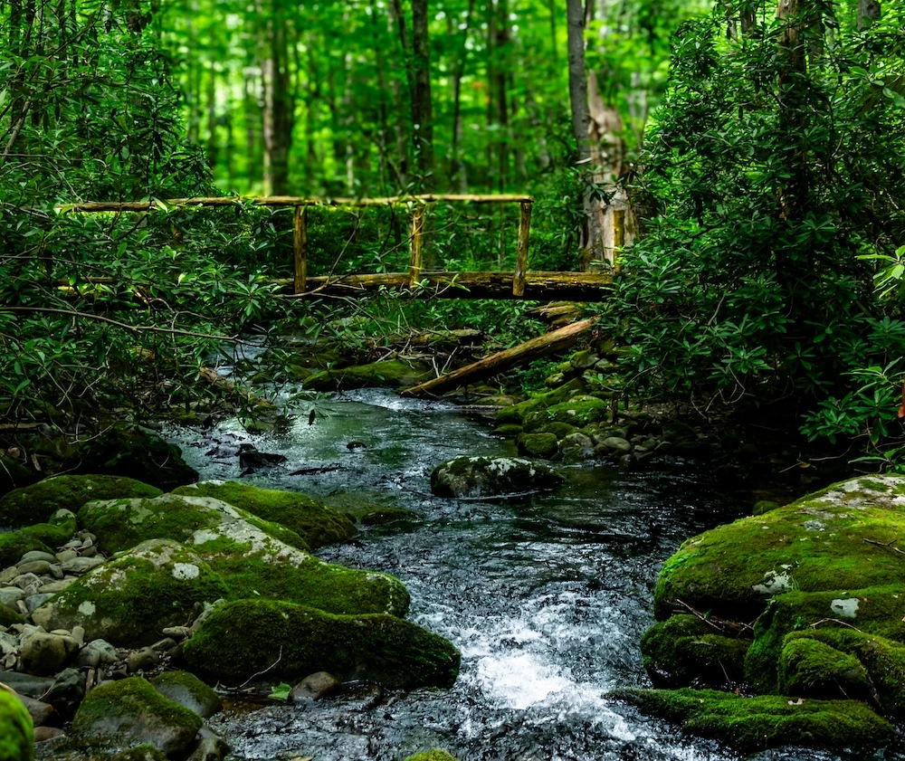 elkmont