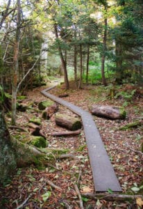 Spruce-fir trail