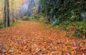 Trail covered in leaves