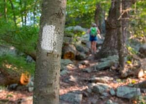 Appalacian Trail marker on tree
