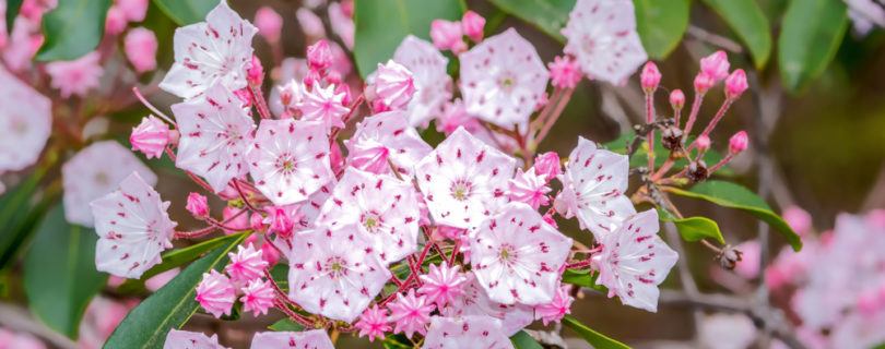 mountain laurel in the great smoky mountains
