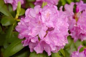 pink rhododendron in the great smoky mountains