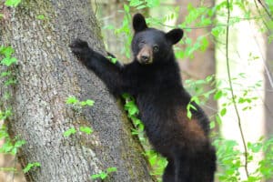black bear in Cades Cove