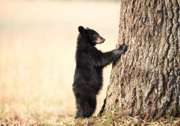 baby black bear clawing a tree in the smoky mountains